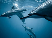 开云体育-官方：拉亚战布莱顿的指尖神扑当选英超12月最佳扑救